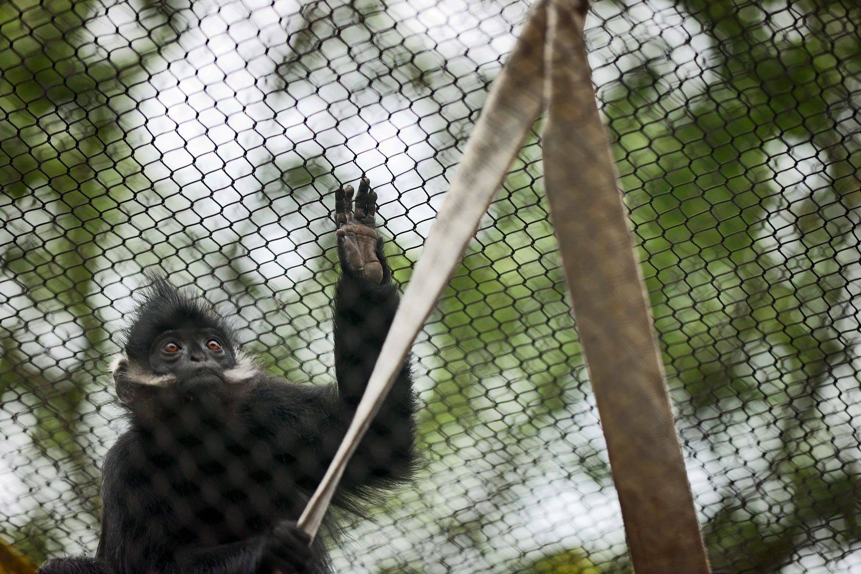 New outdoor primate area to open to public